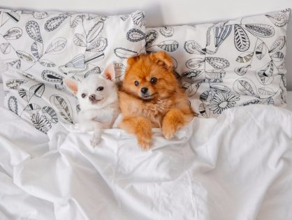 Pets and Your Mattress