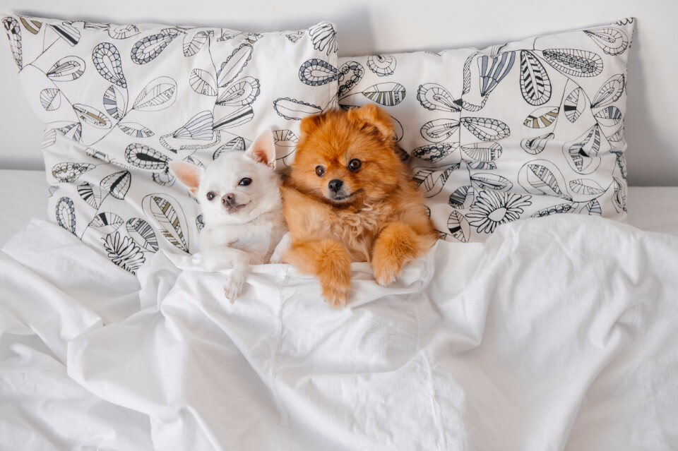 Pets and Your Mattress